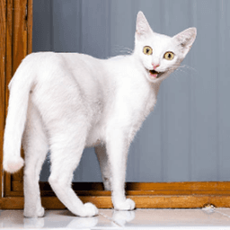 CrazyCatTFT avatar