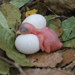 PurpleMartinConservation avatar