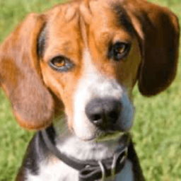 BeagsBuddies avatar