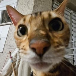 KadsiMausi avatar