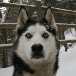 mellohusky avatar