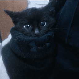 darkk avatar