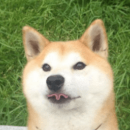 Siba_inu avatar