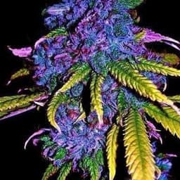 skully420oz avatar