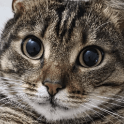 stubby_tabby avatar