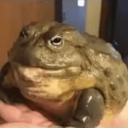 fat_frog3000 avatar