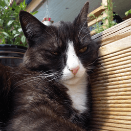 Mango_Meow avatar