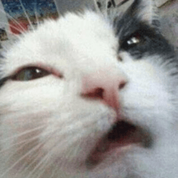 w0lkii avatar