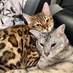 Cart_of_Cats avatar