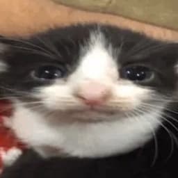 KasselCQ avatar