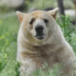 spookyyybear avatar