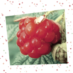 RaspberyFace avatar