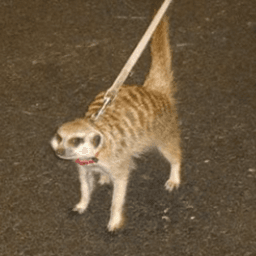 meerislive avatar