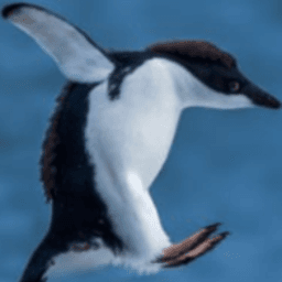 dristreak avatar