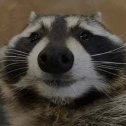 Snakurrr avatar