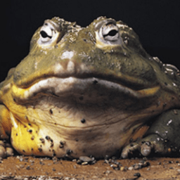 itsfrogzilla avatar