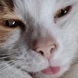 pant4erzs avatar