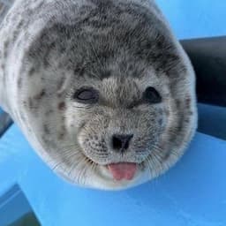 squigglerdiddler25 avatar