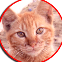 City_Cat_TV avatar