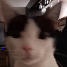 kriveus avatar