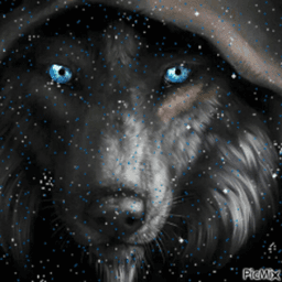 tonka_joe avatar