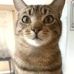 verycooltiger avatar