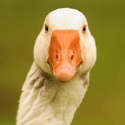 The_Goose2309 avatar