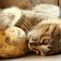 PotatoPotatoOW avatar