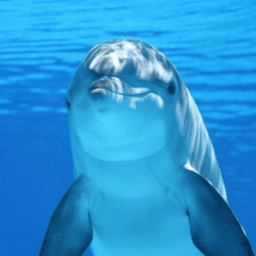 MxDolphin avatar