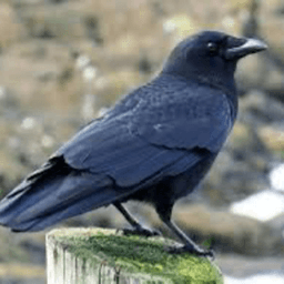hexcrows94 avatar