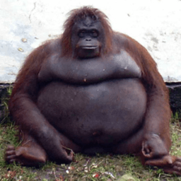MonkeBIG1 avatar