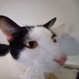 xucezz avatar