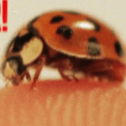 salty_beruska avatar