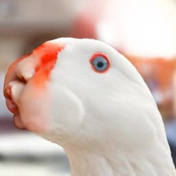 Goosewoman_ avatar