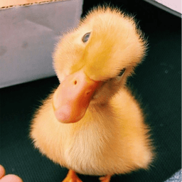 daphxduck avatar