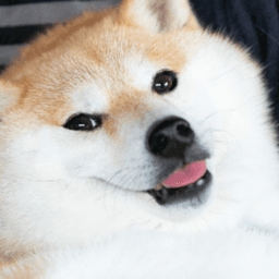 kumi_inu avatar
