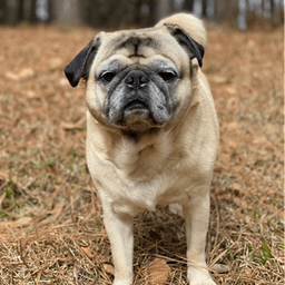 wetpug6084 avatar