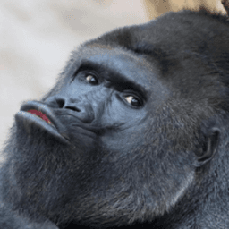 gorilla_danilaa avatar
