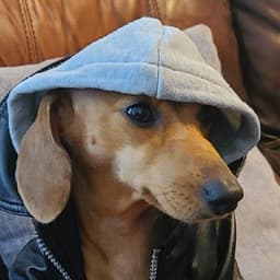supreme_cork avatar