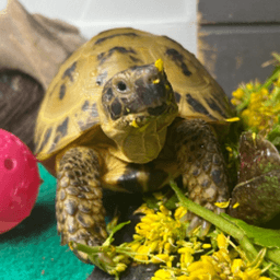 SFTortLife avatar