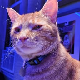 BlackLionRice avatar