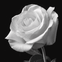grey454_ avatar