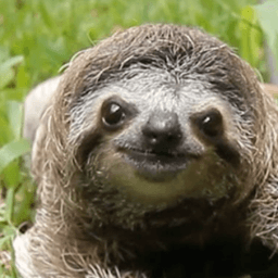sloth_man_kama avatar