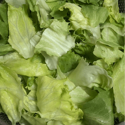 lettuceAQ1136 avatar