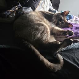 Huscat1 avatar