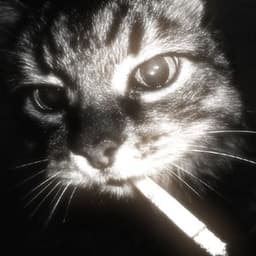 souzsz0 avatar