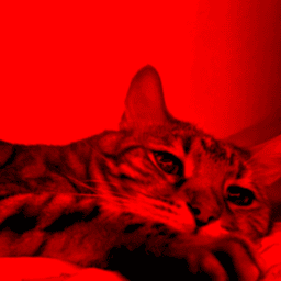 Kalvish avatar
