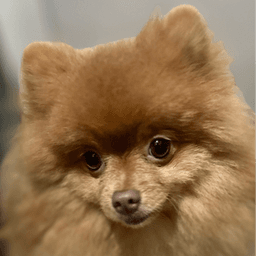 VictorPomPom avatar