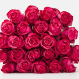 sunnyroses12 avatar