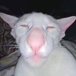 leedaniellv avatar